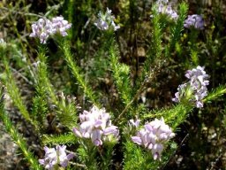 Aspalathus cephalotes subsp. violaceae