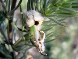 Aspalathus kougaensis young pod