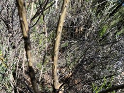 Aspalathus kougaensis woody stems