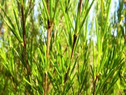 Aspalathus linearis leaves