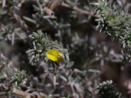 Aspalathus pedunculata flower
