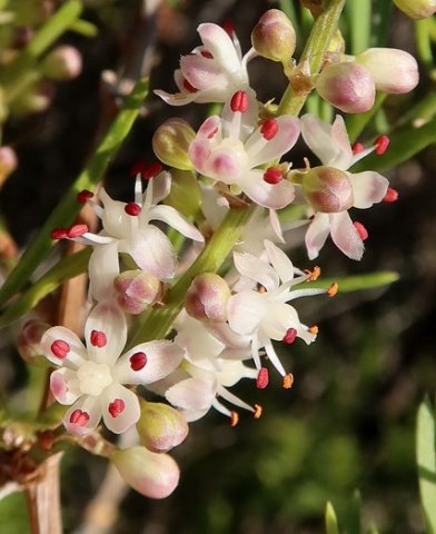 Asparagus aethiopicus floral details