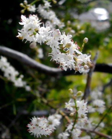 Asparagus aethiopicus flower racemes