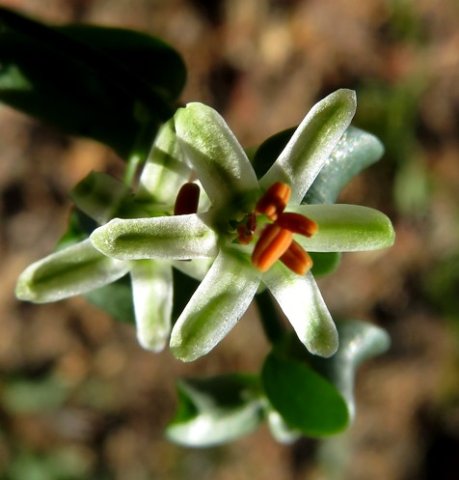 Asparagus asparagoides flower face
