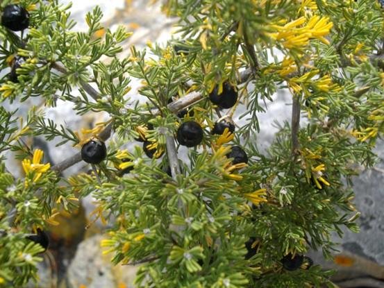 Asparagus capensis ripe fruit