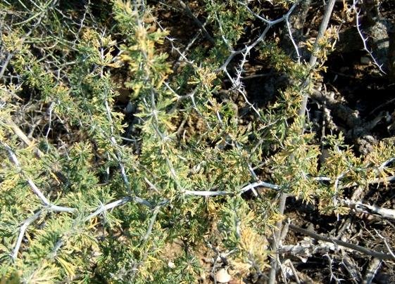 Asparagus capensis showing spines