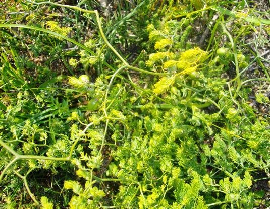 Asparagus declinatus