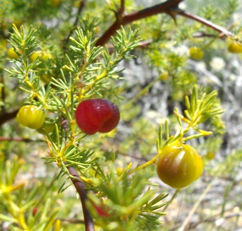 Asparagus rubicundus early fruit colours