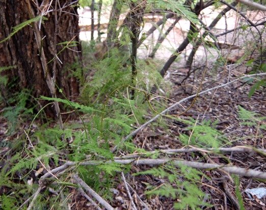 Asparagus setaceus