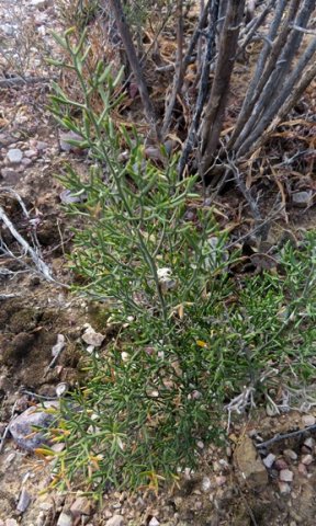 Asparagus striatus young plant