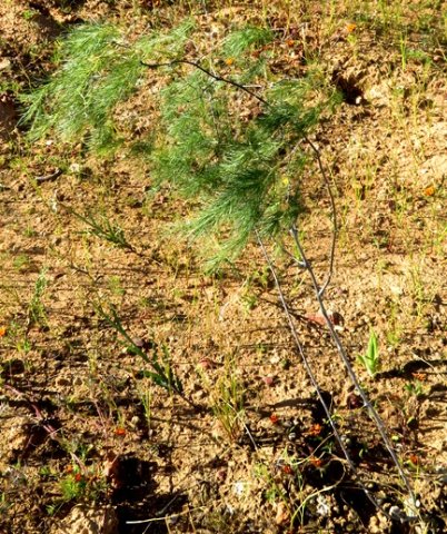 Asparagus
