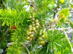 Asparagus aethiopicus green berries