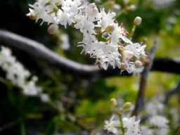 Asparagus aethiopicus flower racemes
