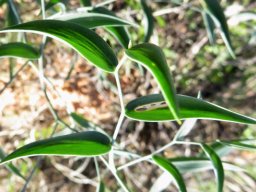 Asparagus asparagoides leaves
