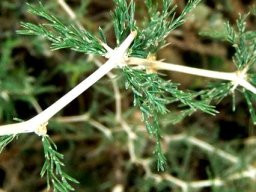 Asparagus capensis cladodes