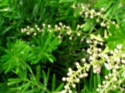 Asparagus densiflorus &quot;Mazeppa&quot; ready to bloom