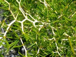 Asparagus lignosus stems zigzagging