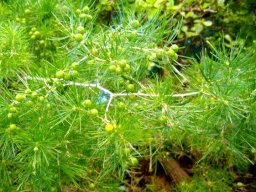 Asparagus retrofractus green fruit