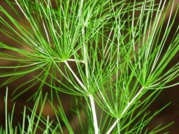 Asparagus retrofractus