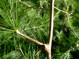Asparagus retrofractus spines and stems