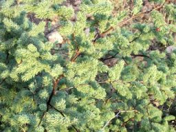 Asparagus rubicundus