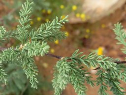 Asparagus rubicundus leaves
