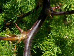 Asparagus rubicundus dark thorns