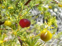 Asparagus rubicundus early fruit colours