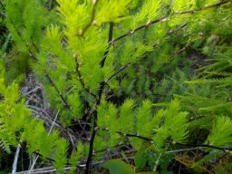 Asparagus rubicundus stems and spines