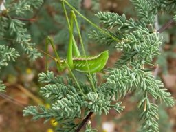 Asparagus rubicundus and katydid