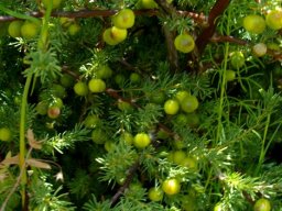 Asparagus rubicundus productive season