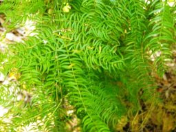 Asparagus scandens