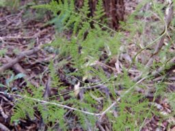 Asparagus setaceus &quot;leaves&quot;