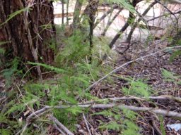 Asparagus setaceus