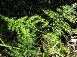 Asparagus setaceus &quot;leaf&quot; structure