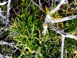 Asparagus striatus