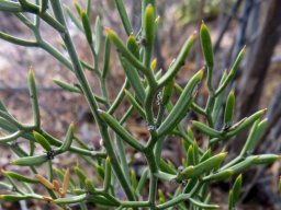 Asparagus striatus &quot;leaves&quot;