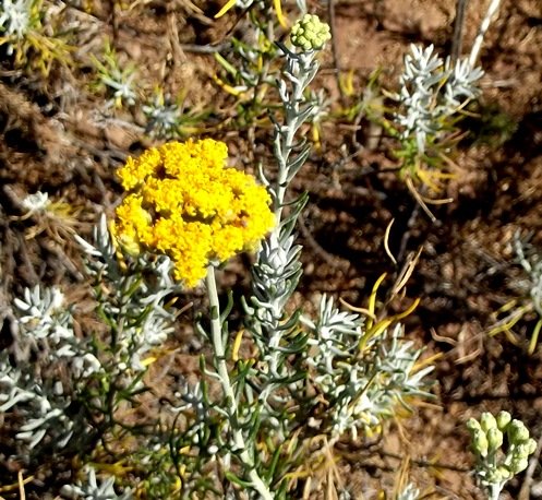 Athanasia filiformis flowerheads