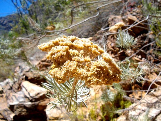 Athanasia tomentosa fading inflorescence