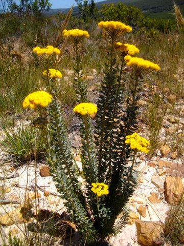 Athanasia trifurcata, a functional reproductive unit
