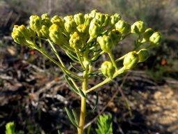 Athanasia flexuosa inflorescence
