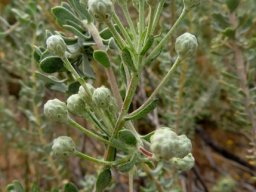 Athanasia pubescens buds