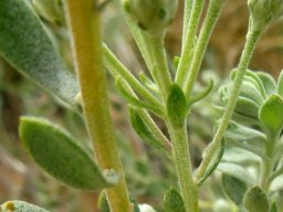 Athanasia pubescens flowerhead stalks