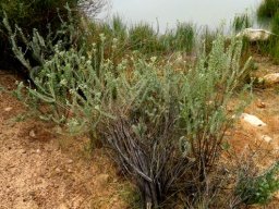 Athanasia pubescens