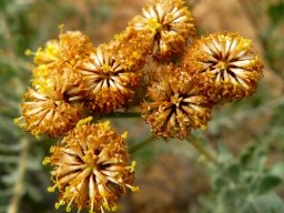 Athanasia pubescens old flowerheads