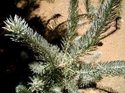 Athanasia tomentosa leaves