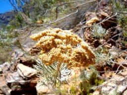 Athanasia tomentosa fading inflorescence