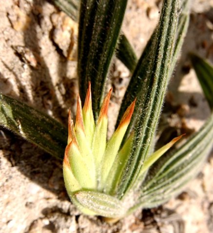 Babiana tubiflora early floral bracts