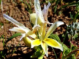 Babiana odorata
