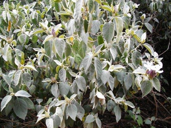 Barleria albostellata